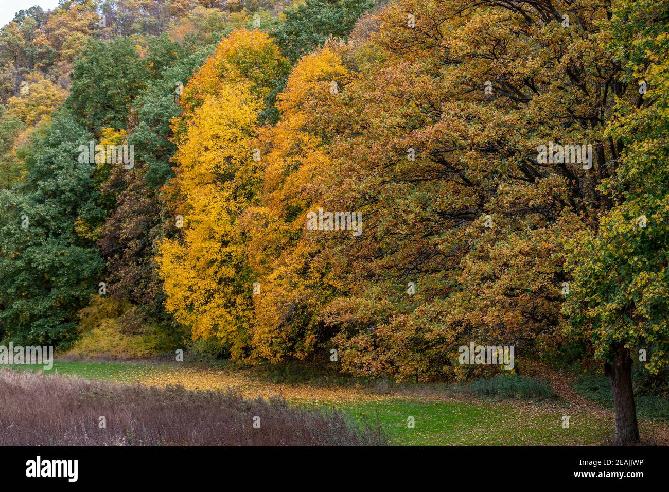 Forêt avec des arbres de différentes couleurs Banque D'Images