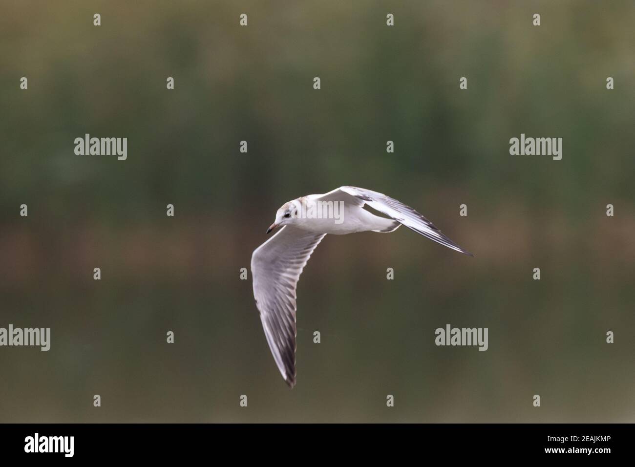 Jeune guette à tête noire (Chericocephalus ridibundus) en vol Banque D'Images