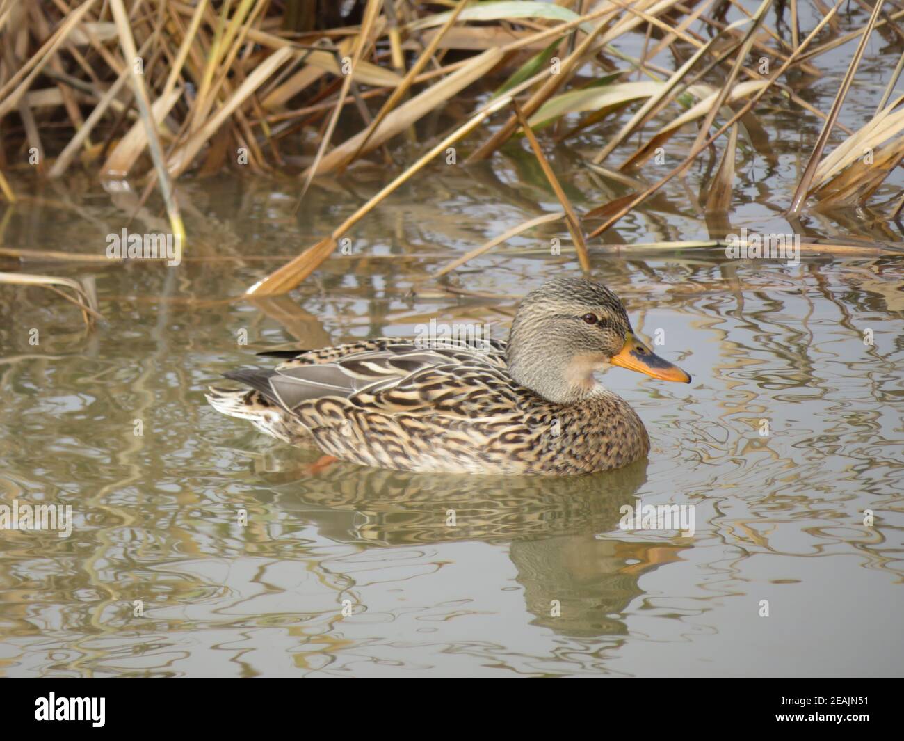 Magnifiques oiseaux colorés grands nageurs et pêcheurs sur la rivière Banque D'Images