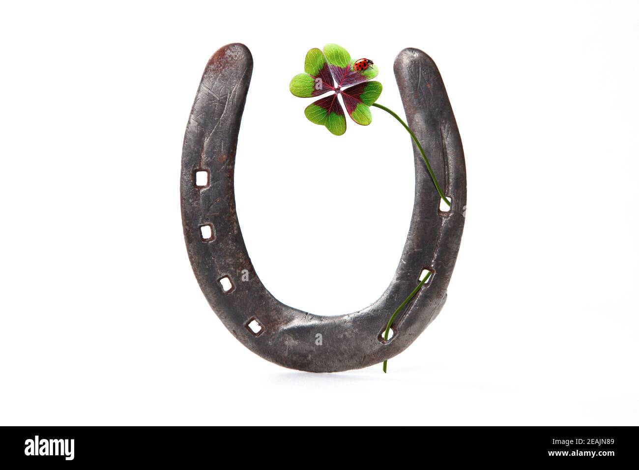 Fer à cheval avec trèfle chanceux. Trèfle à quatre feuilles avec fer à cheval sur fond blanc Banque D'Images
