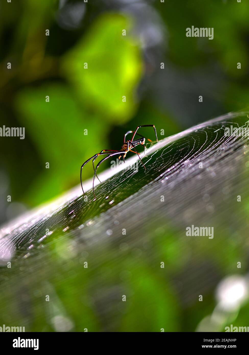 Vert forêt Banque D'Images
