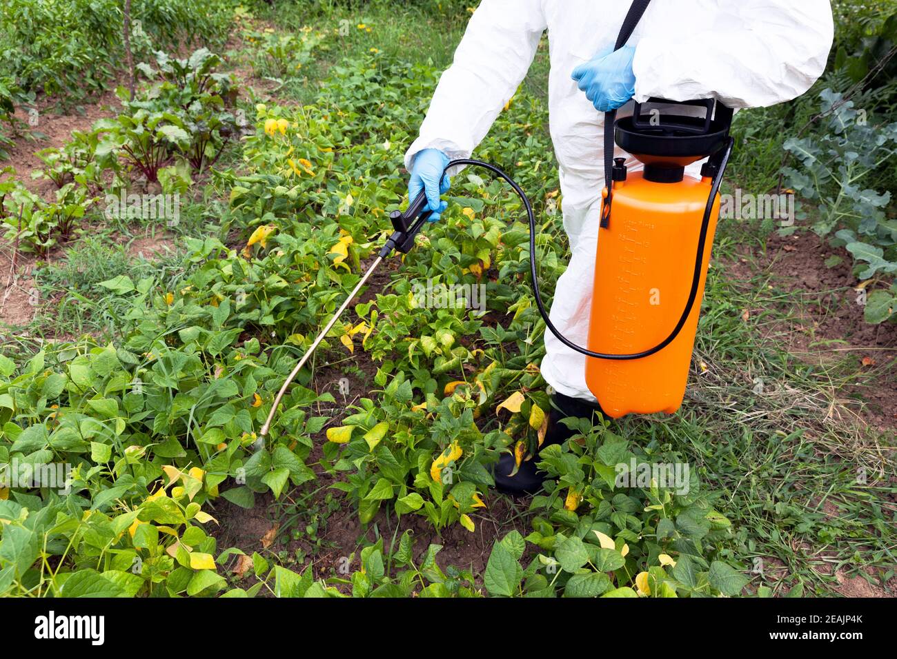 Pulvérisation d'herbicides. Légumes non biologiques. Banque D'Images