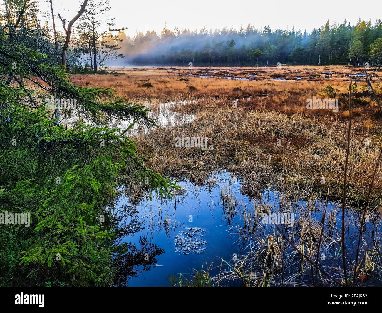 Brouillard léger sur les marais - Vettakollen Banque D'Images