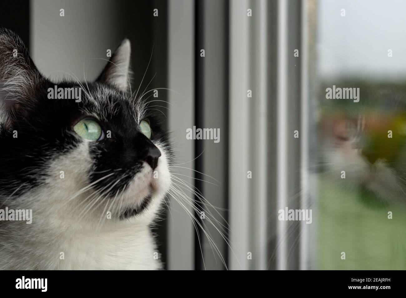 Chat Noir Et Blanc Femelle Gros Plan Du Visage Debout Seuil De Fenetre Et Vue De La Fenetre Photo Stock Alamy