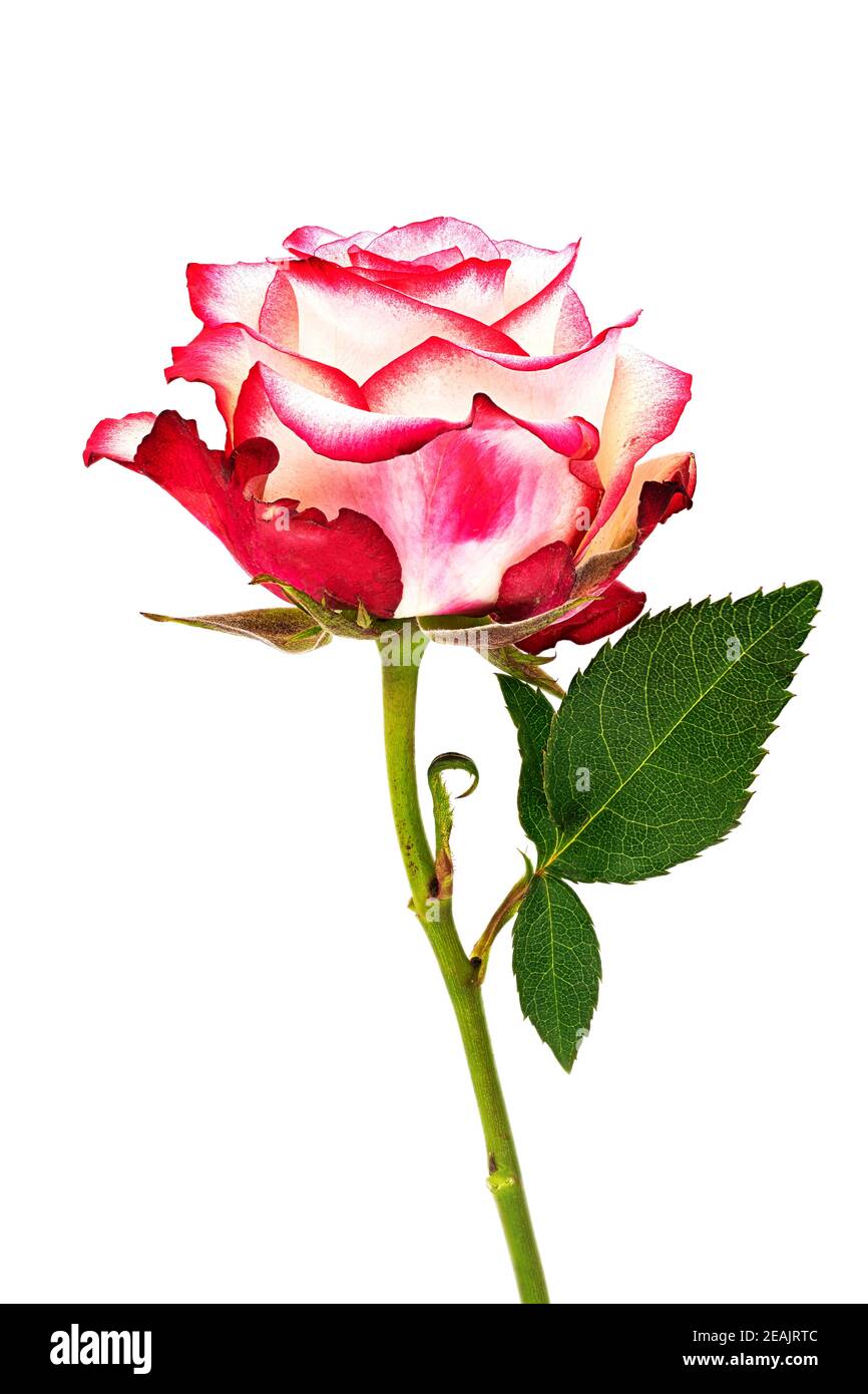Rose fleur rose Banque D'Images