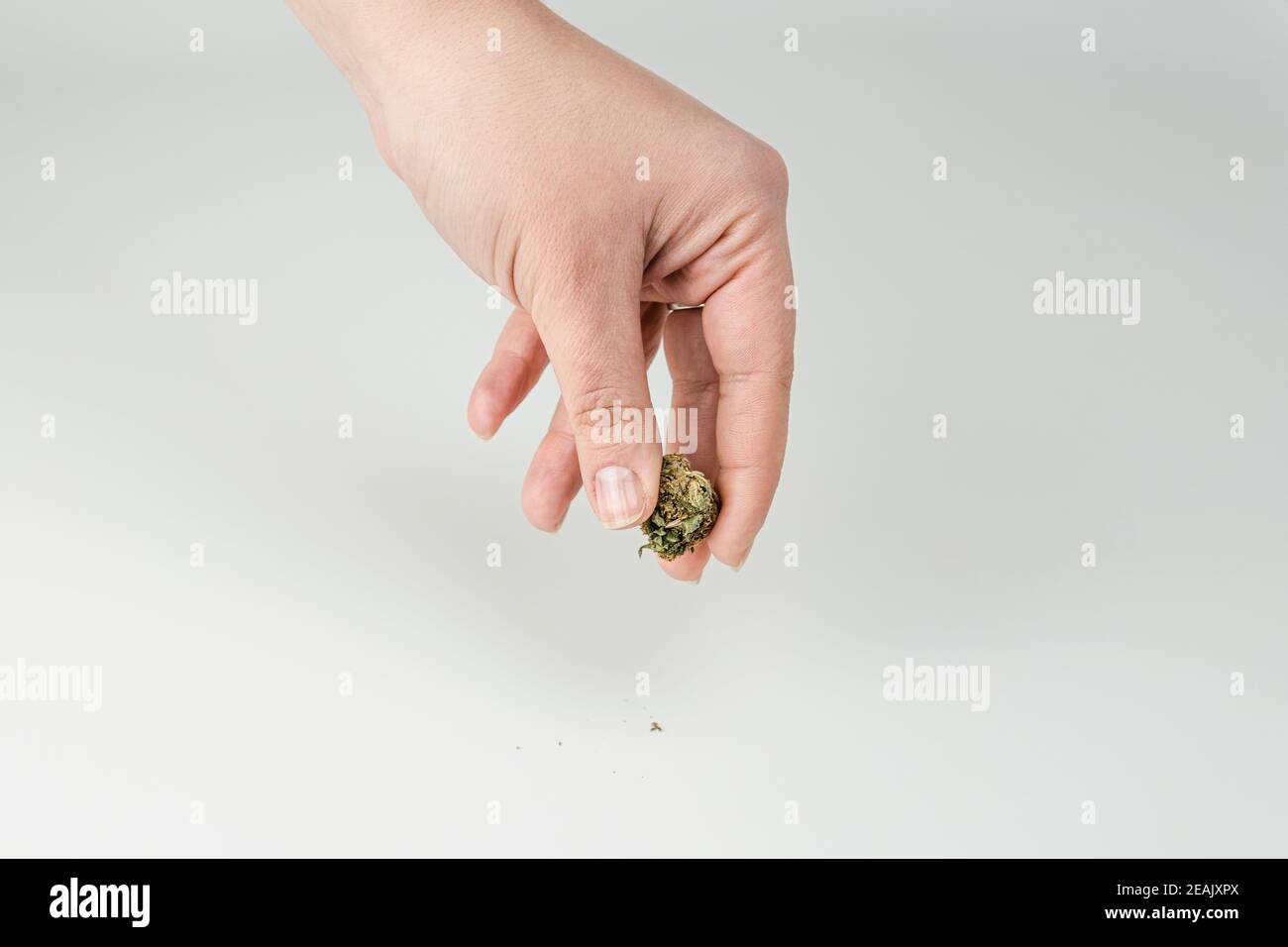 Gros plan des femelles tenant main le bourgeon de marijuana sur fond blanc. Banque D'Images