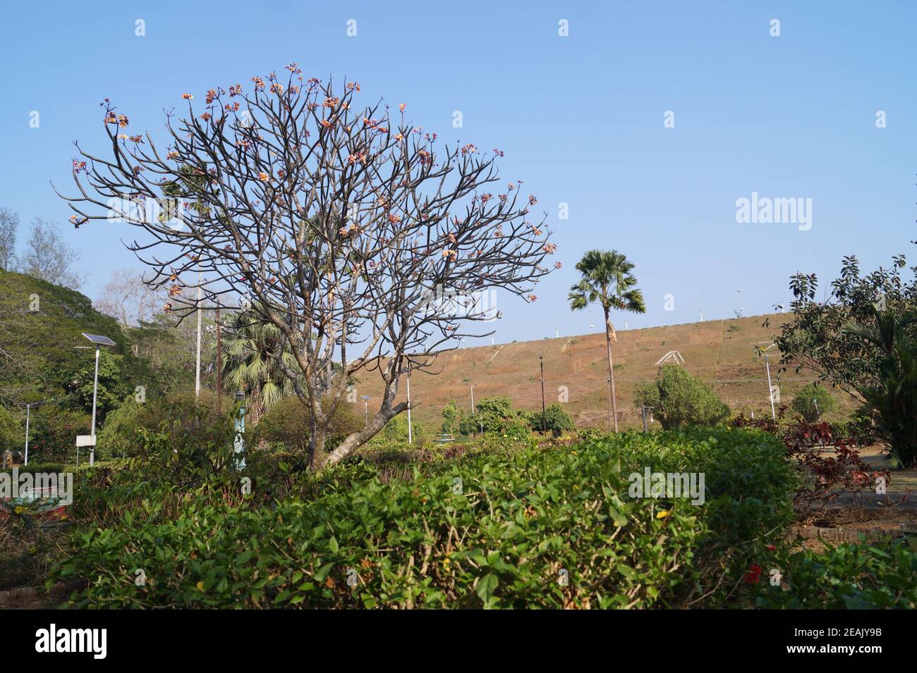 Un arbre dans le jardin du barrage de Vazhani Banque D'Images