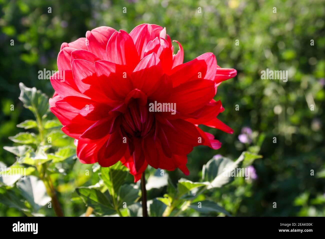 Usine de Gillyflower - forte fleur rouge dans le jardin Banque D'Images