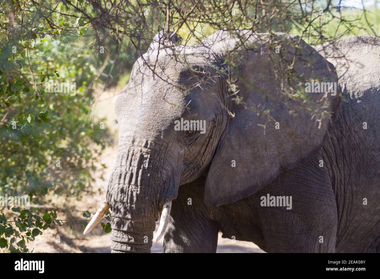 Gros plan sur l'éléphant, Parc national de Tarangire, Tanzanie Banque D'Images