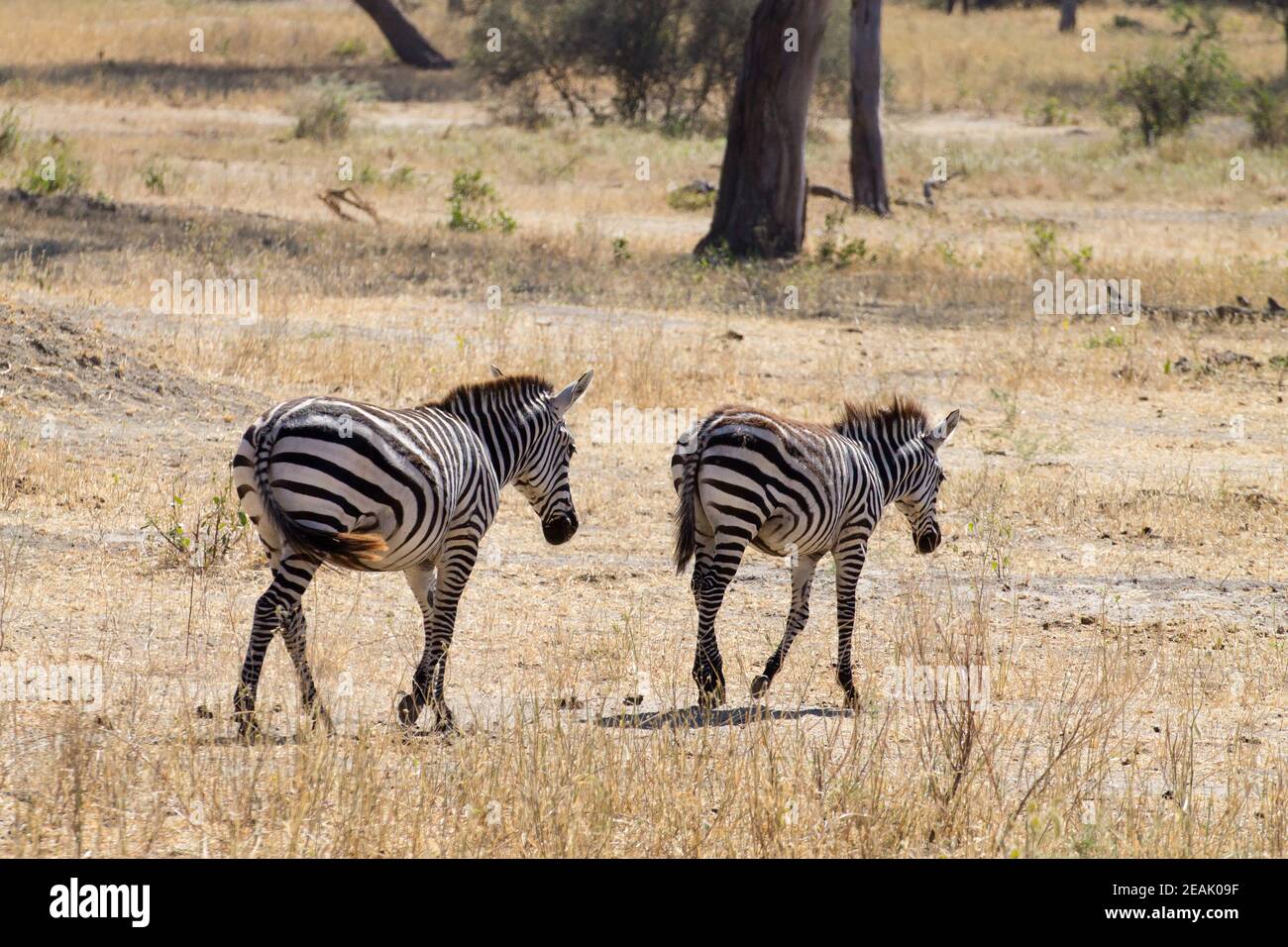 Zèbres en gros plan, Parc national de Tarangire, Tanzanie Banque D'Images