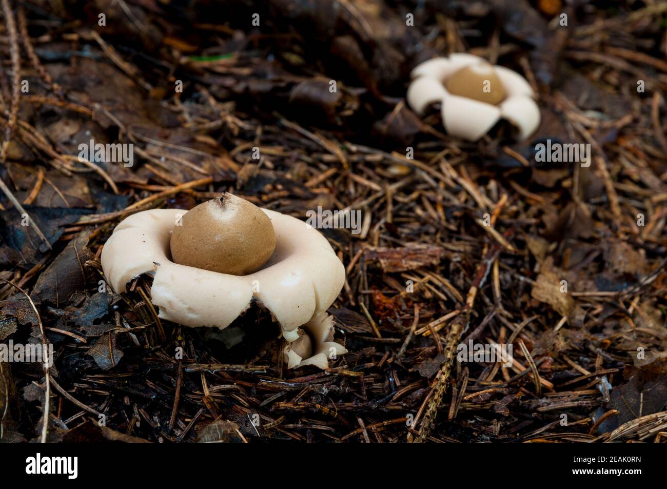 Les fructifications des terétoiles de terre à col (Geastrum triplex) qui croissent à travers la litière de feuilles sur le plancher de la forêt, près de Baiersbronn dans les forêts noires Banque D'Images