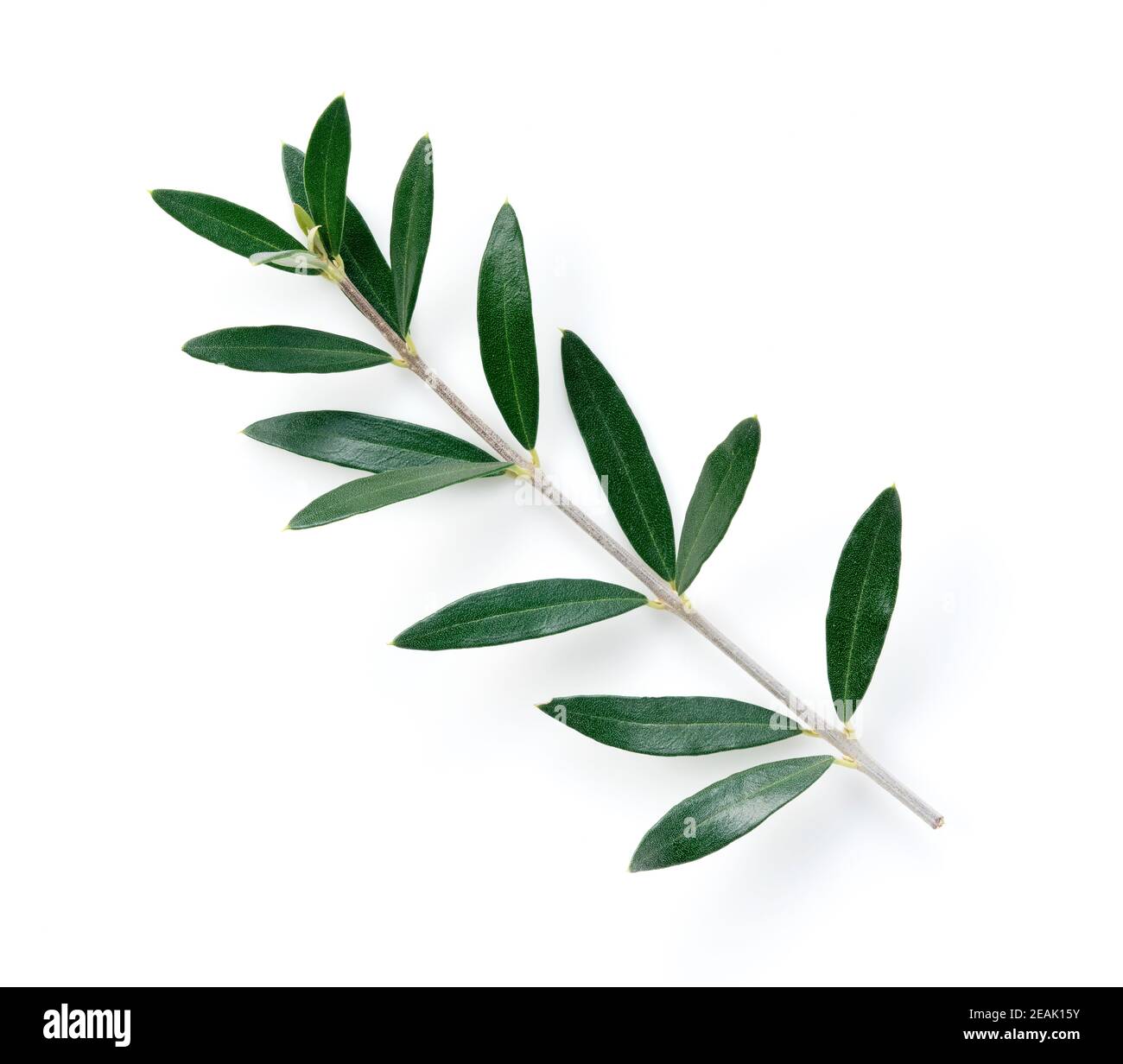 Branches d'olive placées sur un fond blanc Banque D'Images