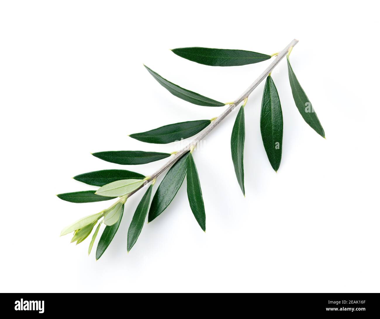 Branches d'olive placées sur un fond blanc Banque D'Images