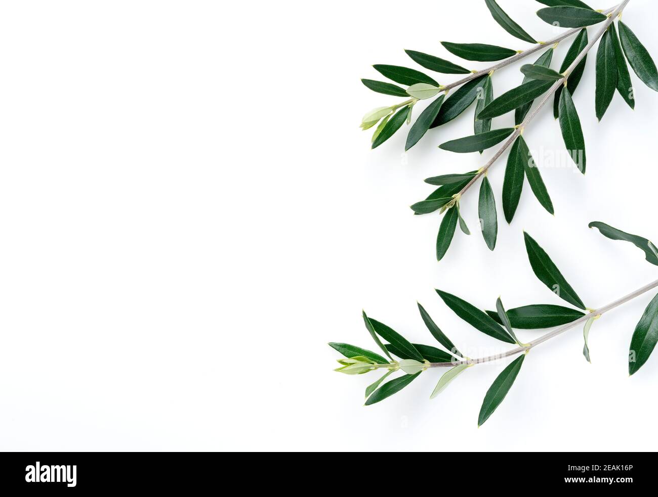 Branches et feuilles d'olive placées sur un fond blanc avec copier l'espace Banque D'Images