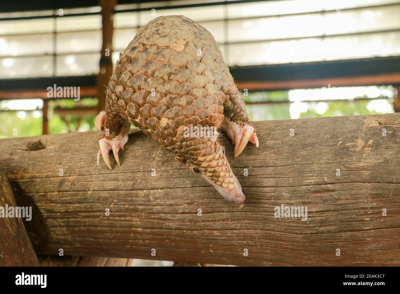 Java Pangolin grimpe une bûche en bois. Manis javanica sur la construction en bois. Il a été introduit en contrebande en Asie. Parce qu'il est populairement consommé et ses balances sont Banque D'Images