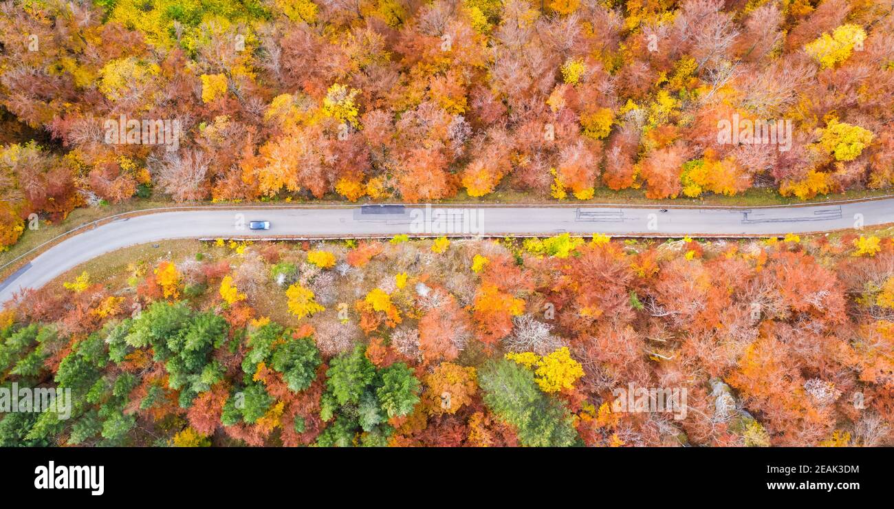 Automne forêt forêt bois coloré feuilles saison photo aérienne panoramique vue sur la route Banque D'Images