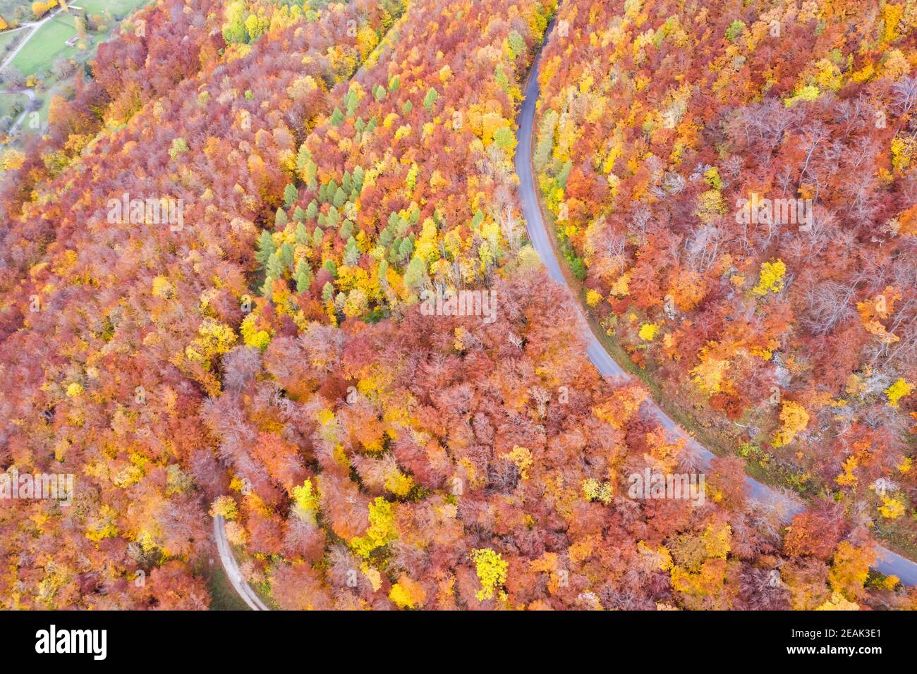Automne forêt forêt forêt bois coloré feuilles saison vue aérienne photo route Banque D'Images