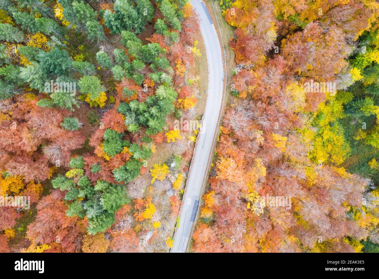 Automne forêt forêt forêt bois coloré feuilles saison vue aérienne photo route Banque D'Images