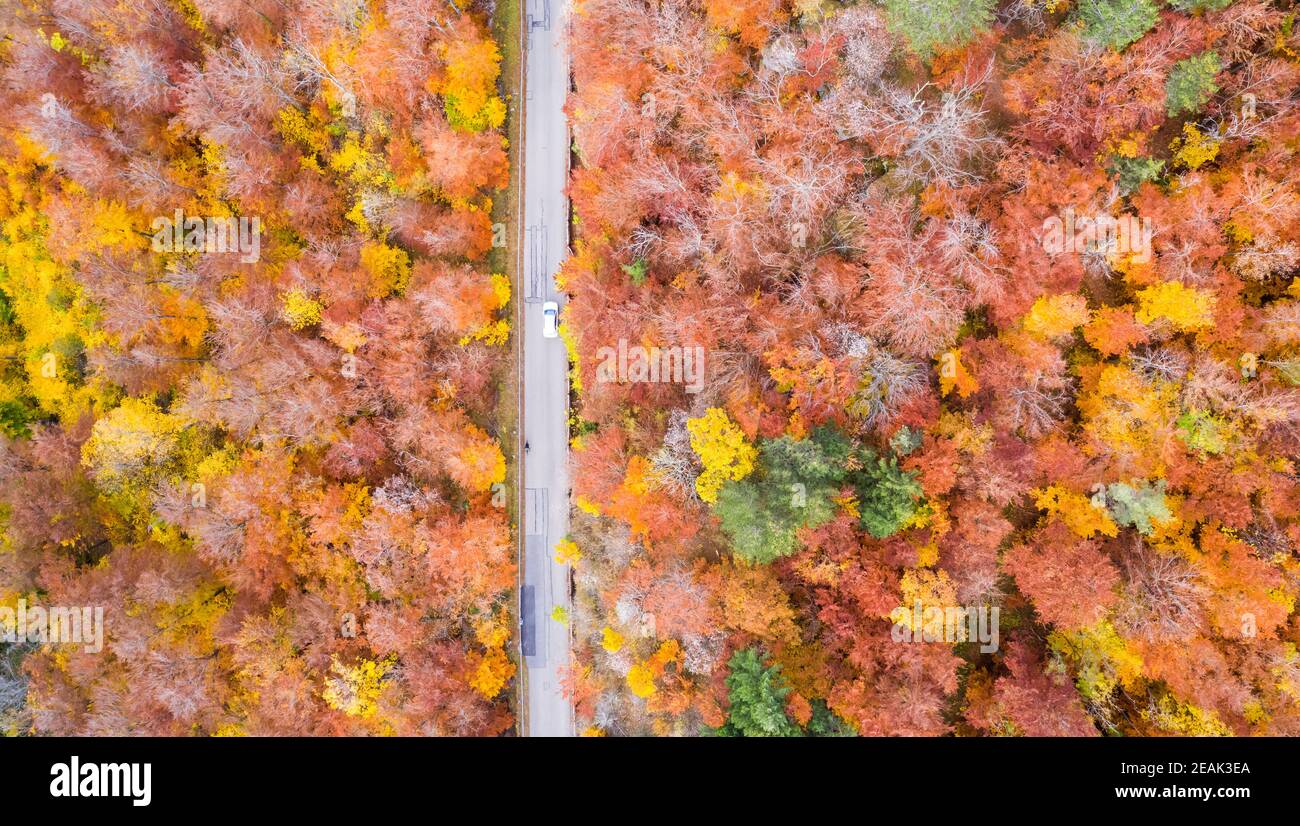 Automne forêt forêt forêt bois coloré feuilles saison vue aérienne photo route Banque D'Images