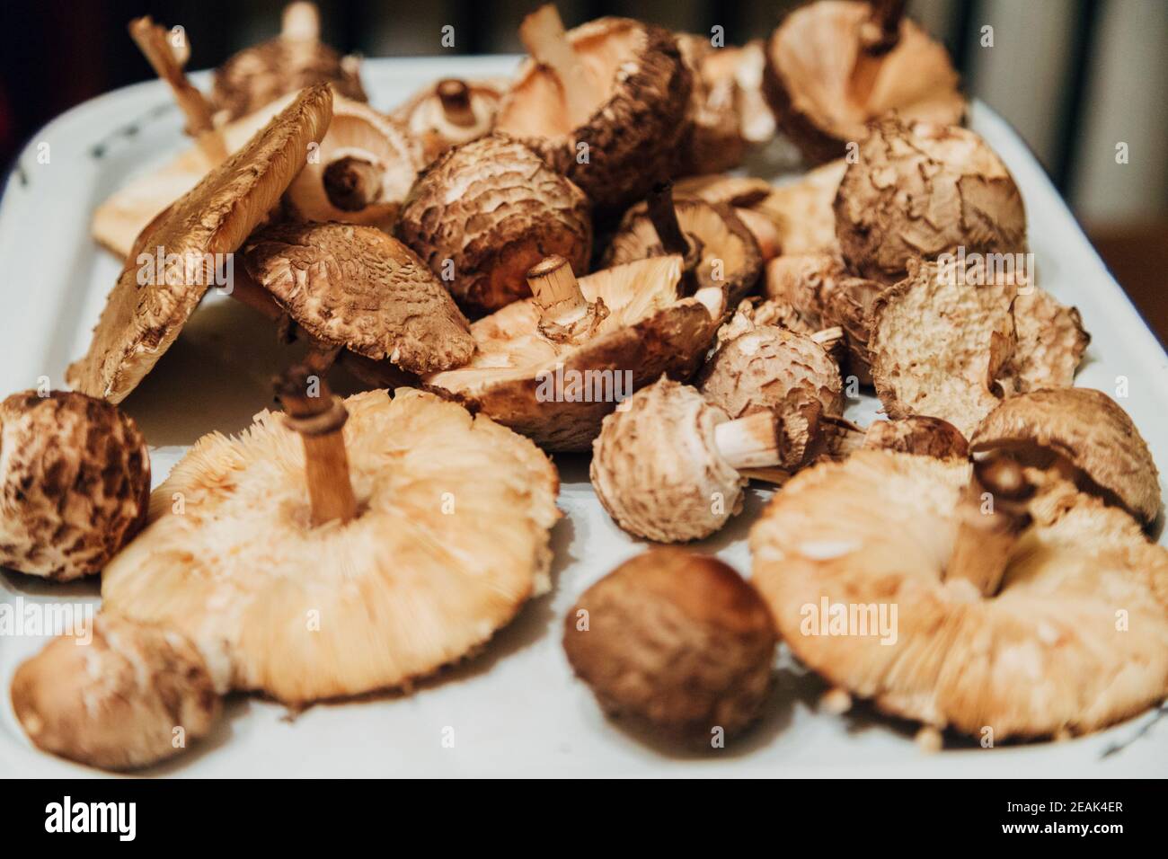 Récolte de champignons. Beaucoup de plantes d'automne. Préparation des champignons Banque D'Images