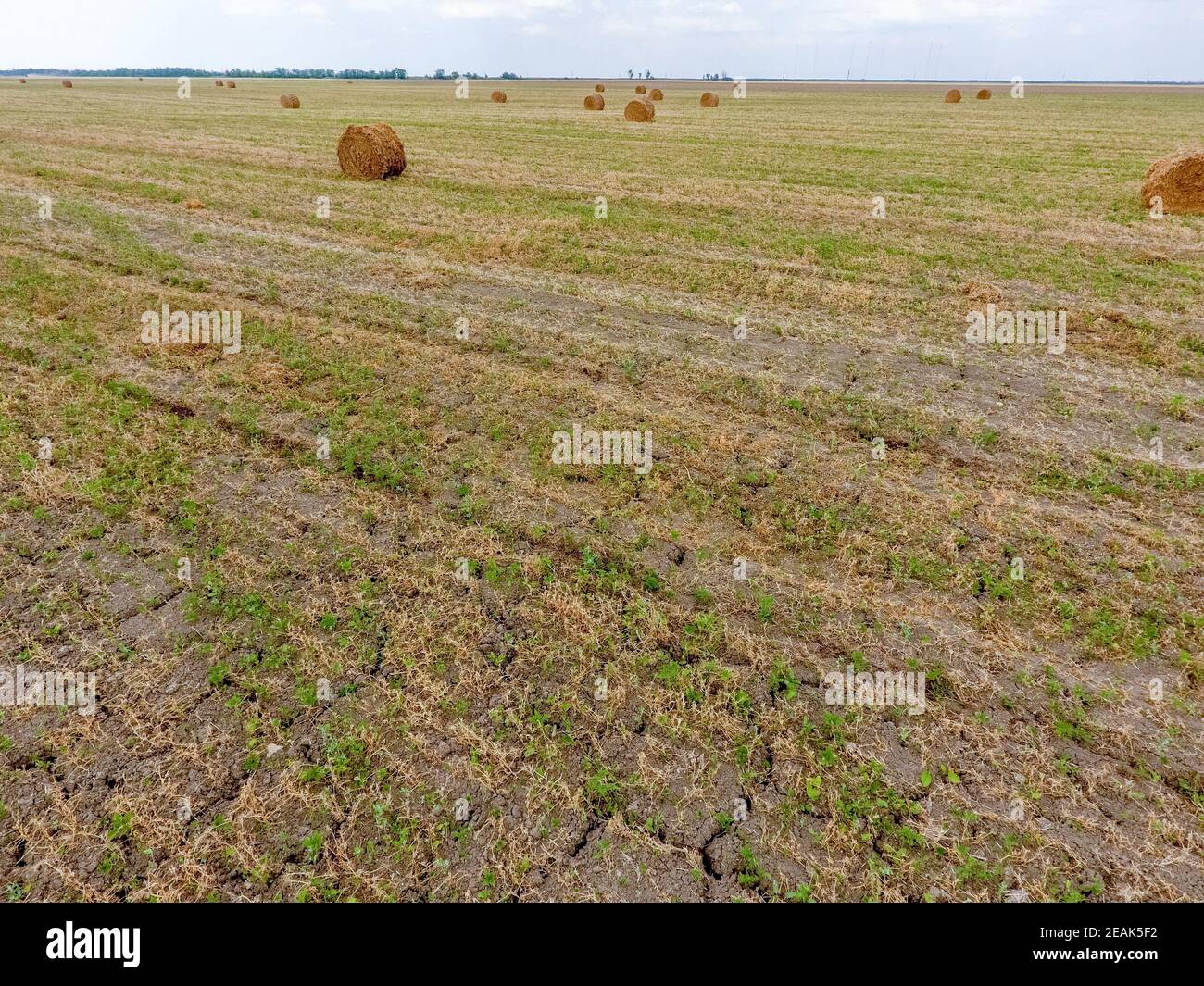 Bottes de foin dans le champ. La récolte de foin pour l'alimentation du bétail. Field with hay paysage Banque D'Images