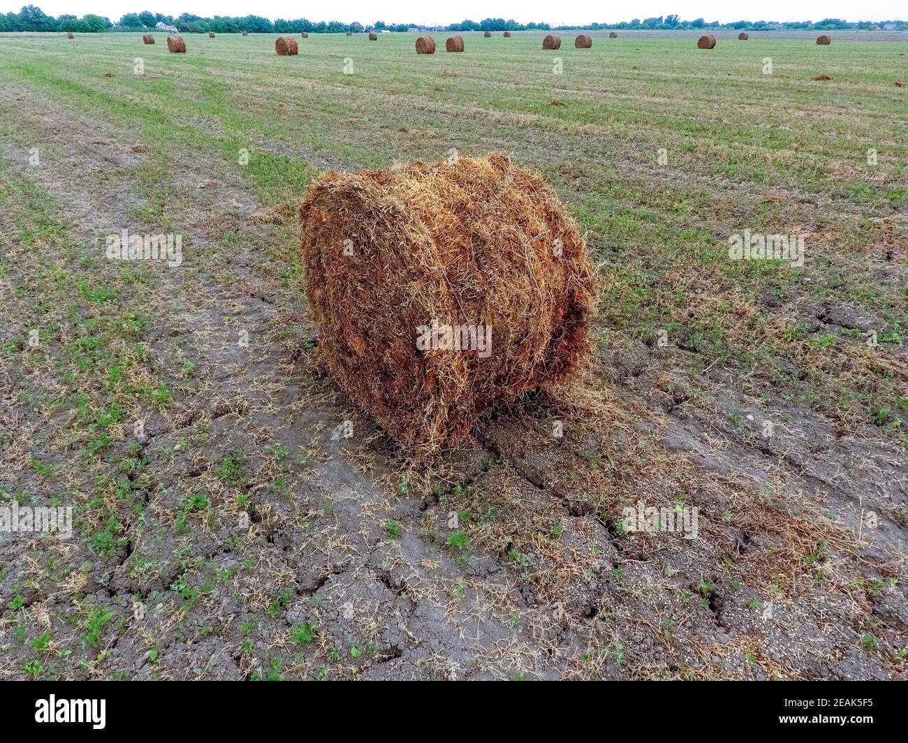 Bottes de foin dans le champ. La récolte de foin pour l'alimentation du bétail. Field with hay paysage Banque D'Images
