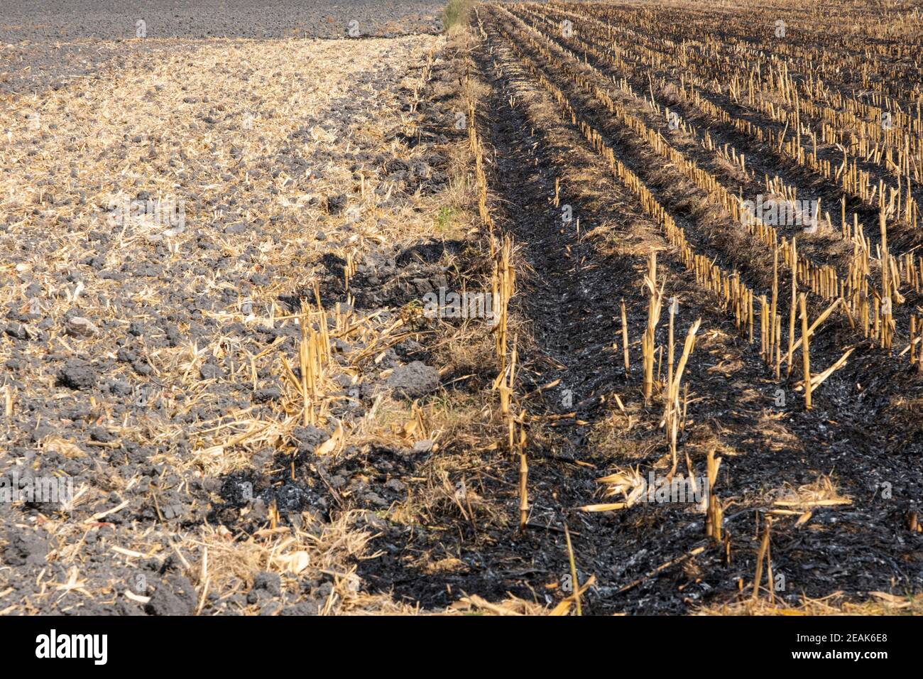 Le feu brûle le chaume sur le champ détruire l'été. Résidus de feu du champ agricole. Banque D'Images