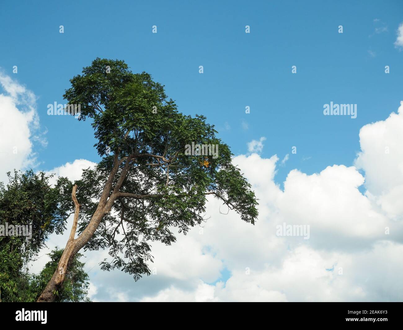 Arbres verts sur fond de ciel et de nuage Banque D'Images