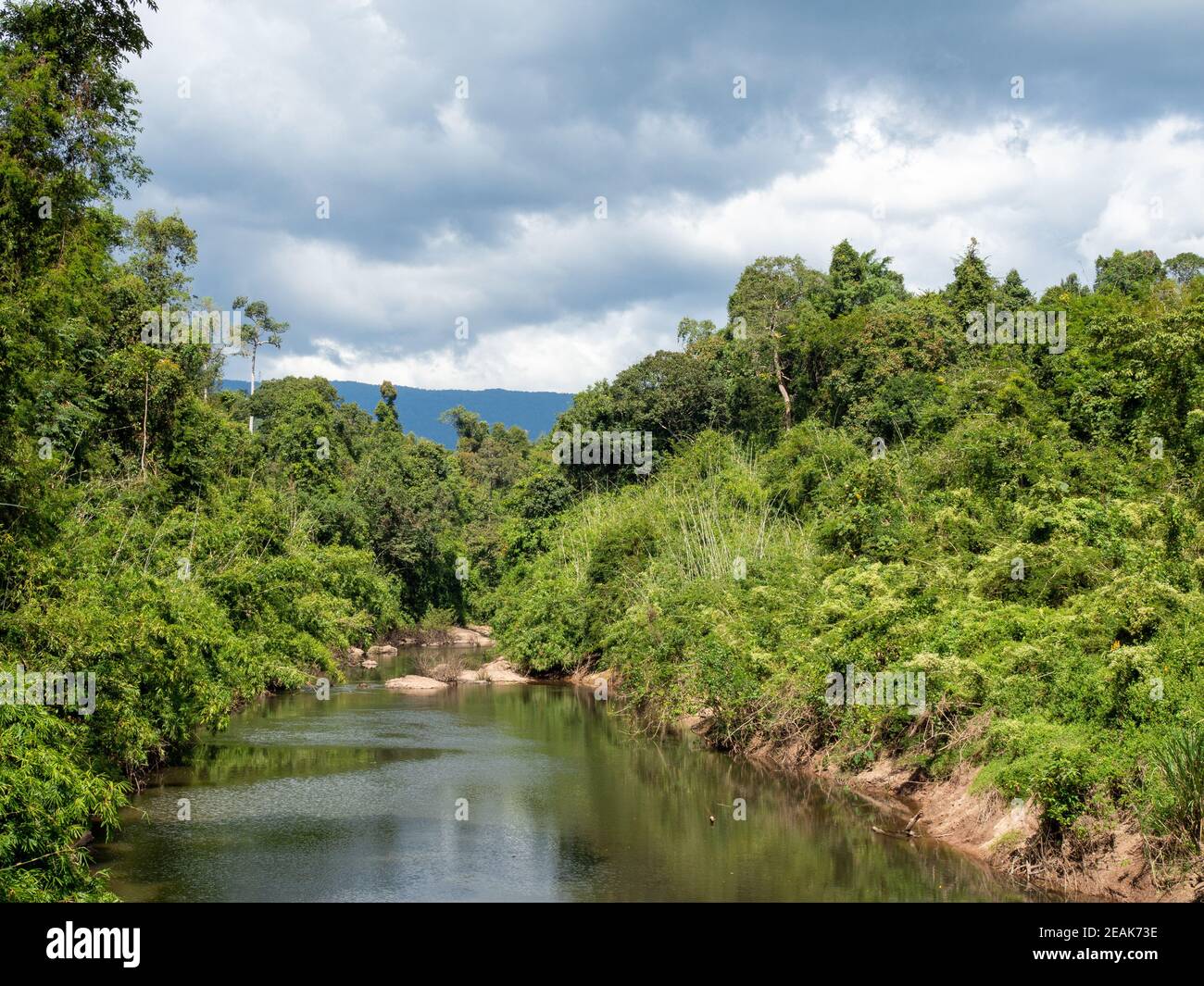 Forêt verte et rivière sur fond de ciel blanc et de nuages. Banque D'Images