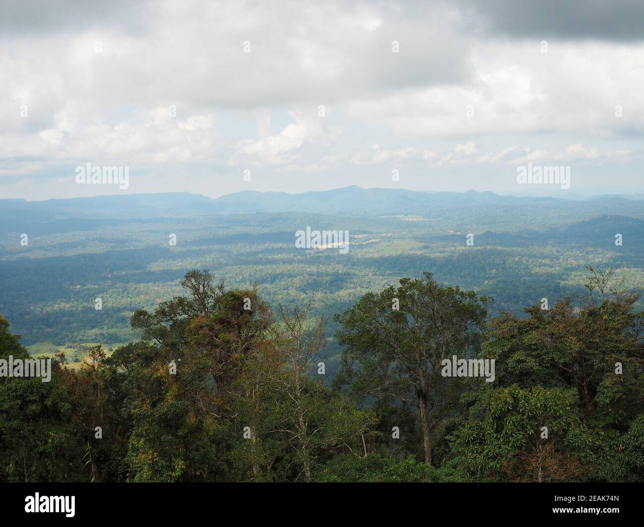 Forêt verte et montagnes sur fond de ciel blanc et les nuages Banque D'Images