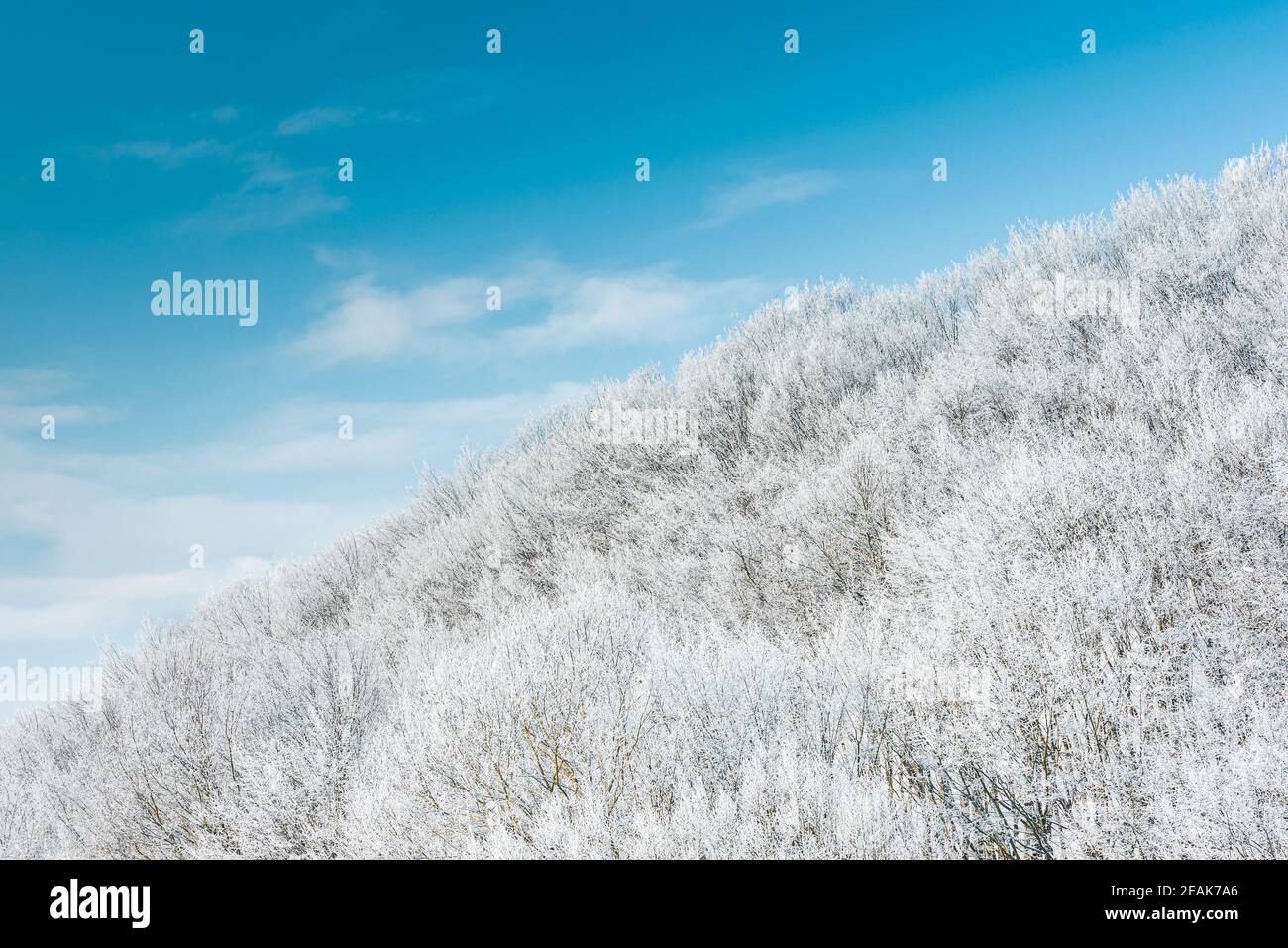 Kaunas, Lituanie 02-07-2021 merveilleux matin d'hiver, gel sur les arbres belle nature. Banque D'Images