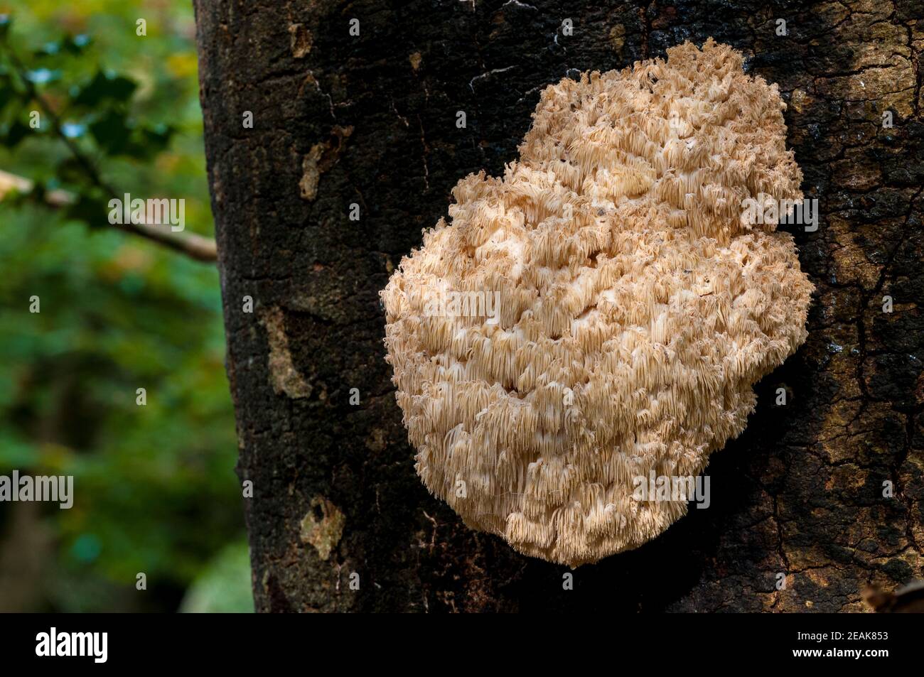 Un corps de fructification du champignon des dents de corail rare et protégé (Hericium coralloides) qui pousse sur un arbre mort dans la New Forest, Hampshire. Octobre. Banque D'Images