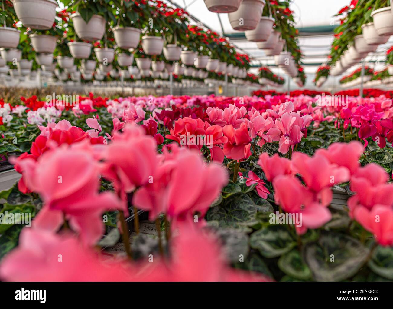 Fleurs de cyclamen rose Banque D'Images