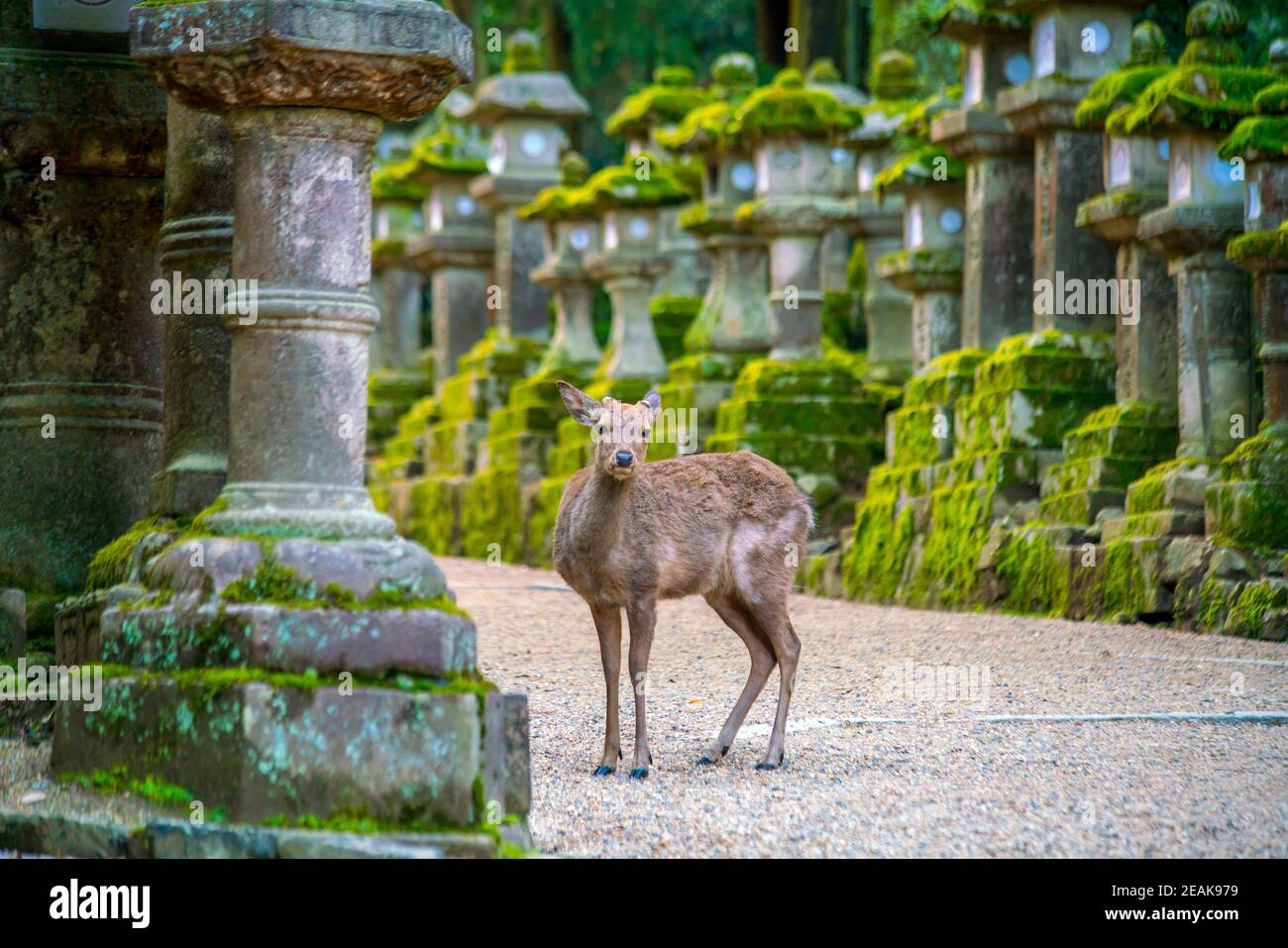 Cerf dans la ville de Nara Japon Banque D'Images