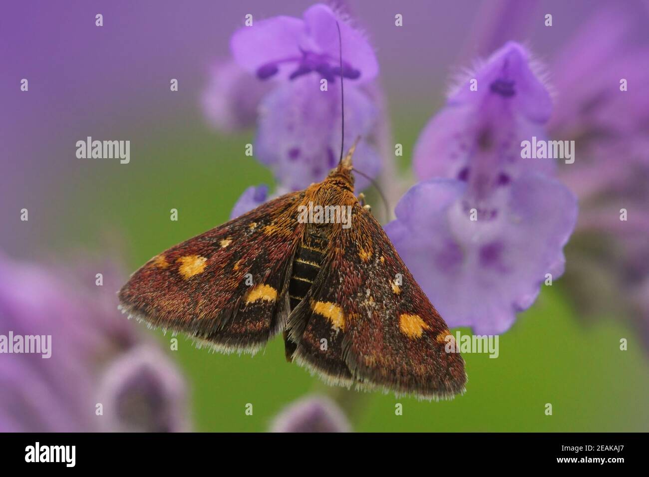 Gros plan de la teigne de menthe , pyrausta aurata sur fond vert de fleur pourpre Banque D'Images