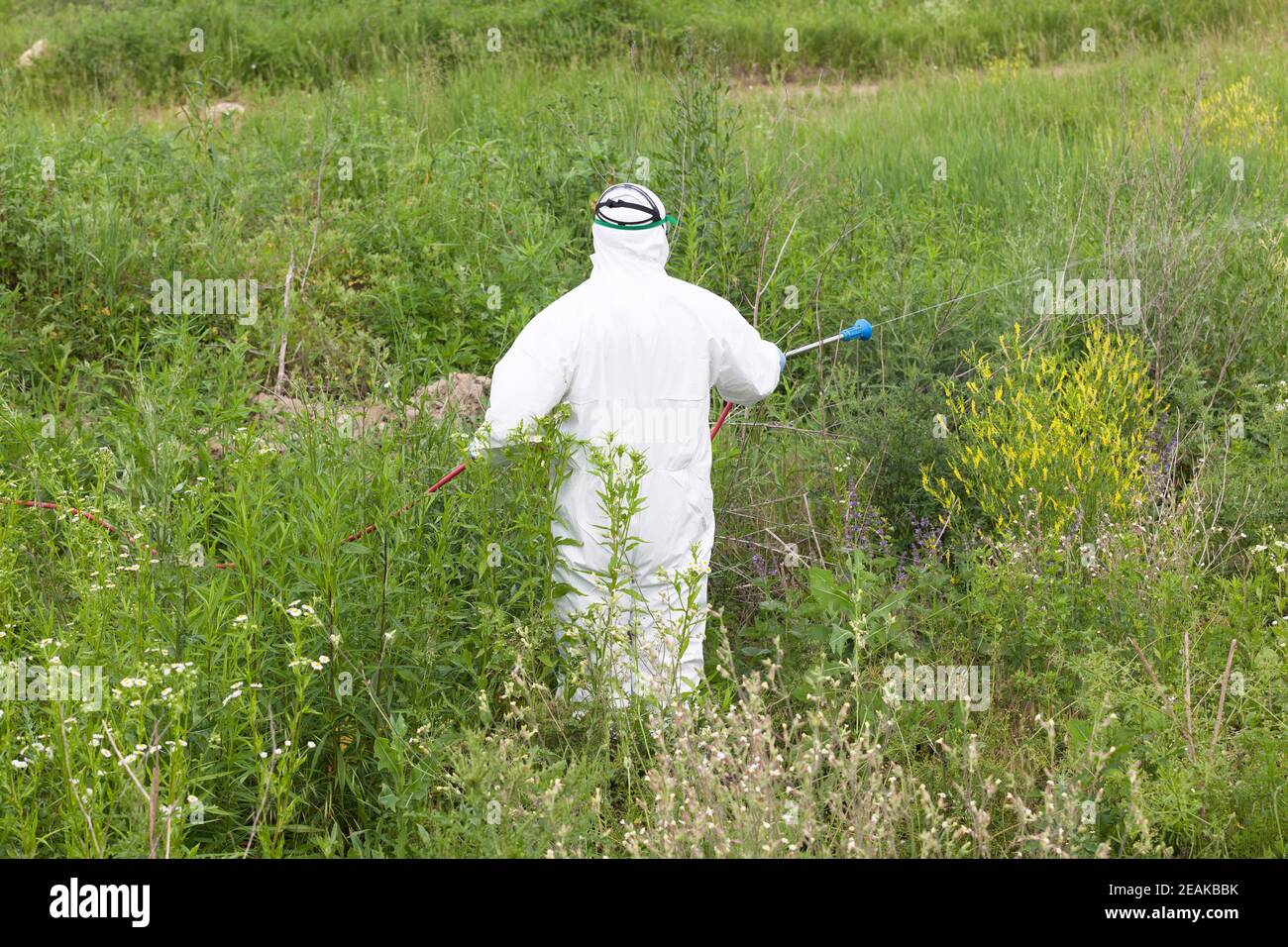 Homme en vêtement de travail de protection pulvérisant un herbicide sur l'herbe à poux Banque D'Images