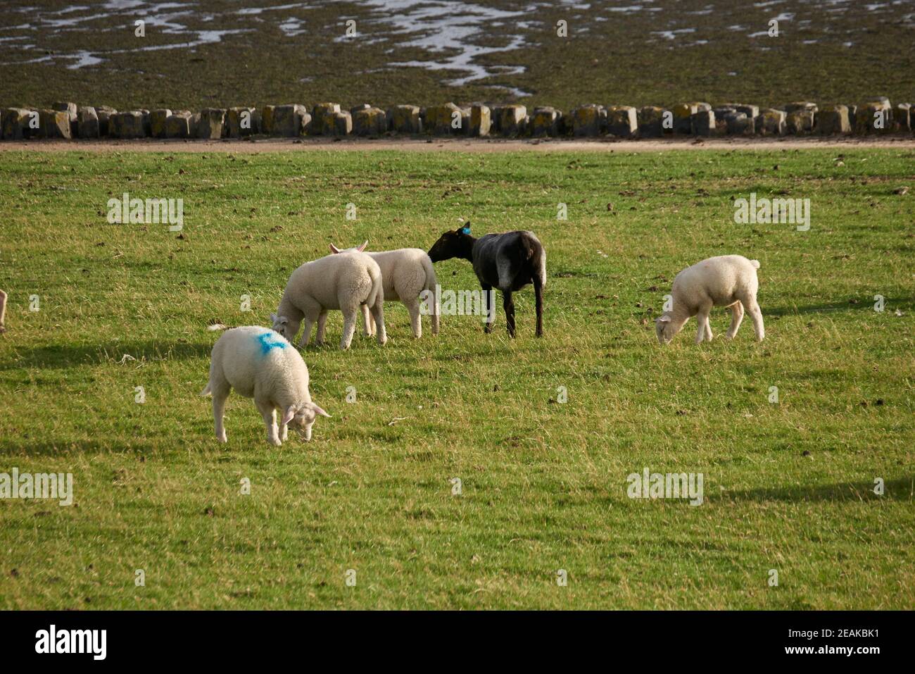 sheeps à keitum, sylt isalnd, allemagne Banque D'Images