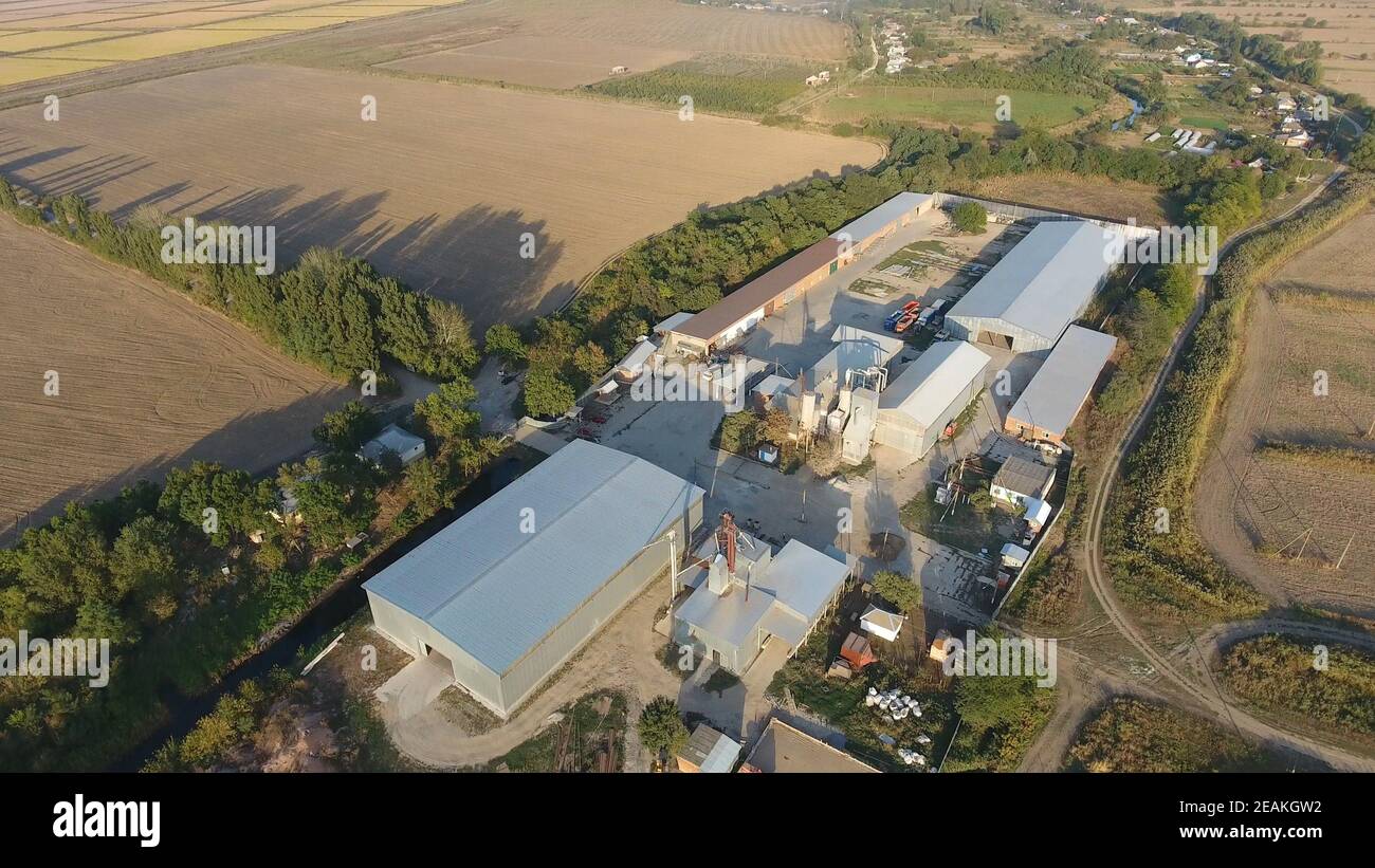 Plante de riz. Hangar pour le stockage du grain. Une plate-forme pour sécher et fritter le grain. Grain récolté Banque D'Images