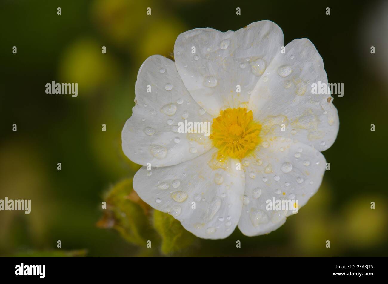 Fleur de Montpellier cistus Cistus monspeliensis recouverte de gouttes de rosée. Banque D'Images