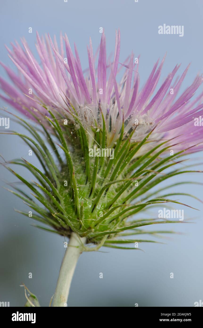 Fleur d'un chardon au lait violet Galatites tomentosa. Banque D'Images