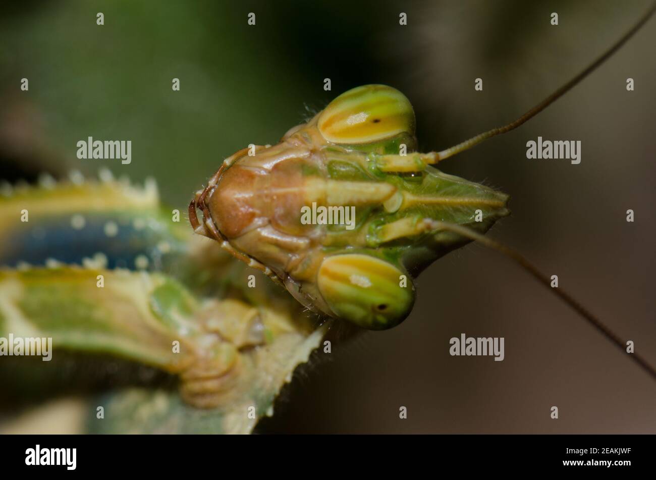 Portrait de la mante de fleur d'un diable Blepharopsis mendica. Banque D'Images