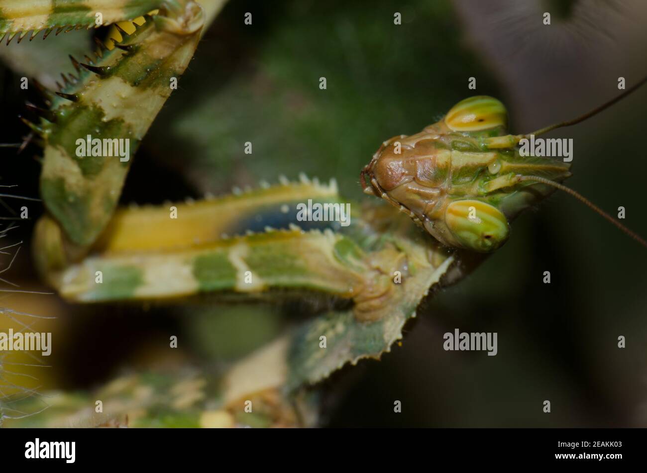 Portrait de la mante de fleur d'un diable Blepharopsis mendica. Banque D'Images