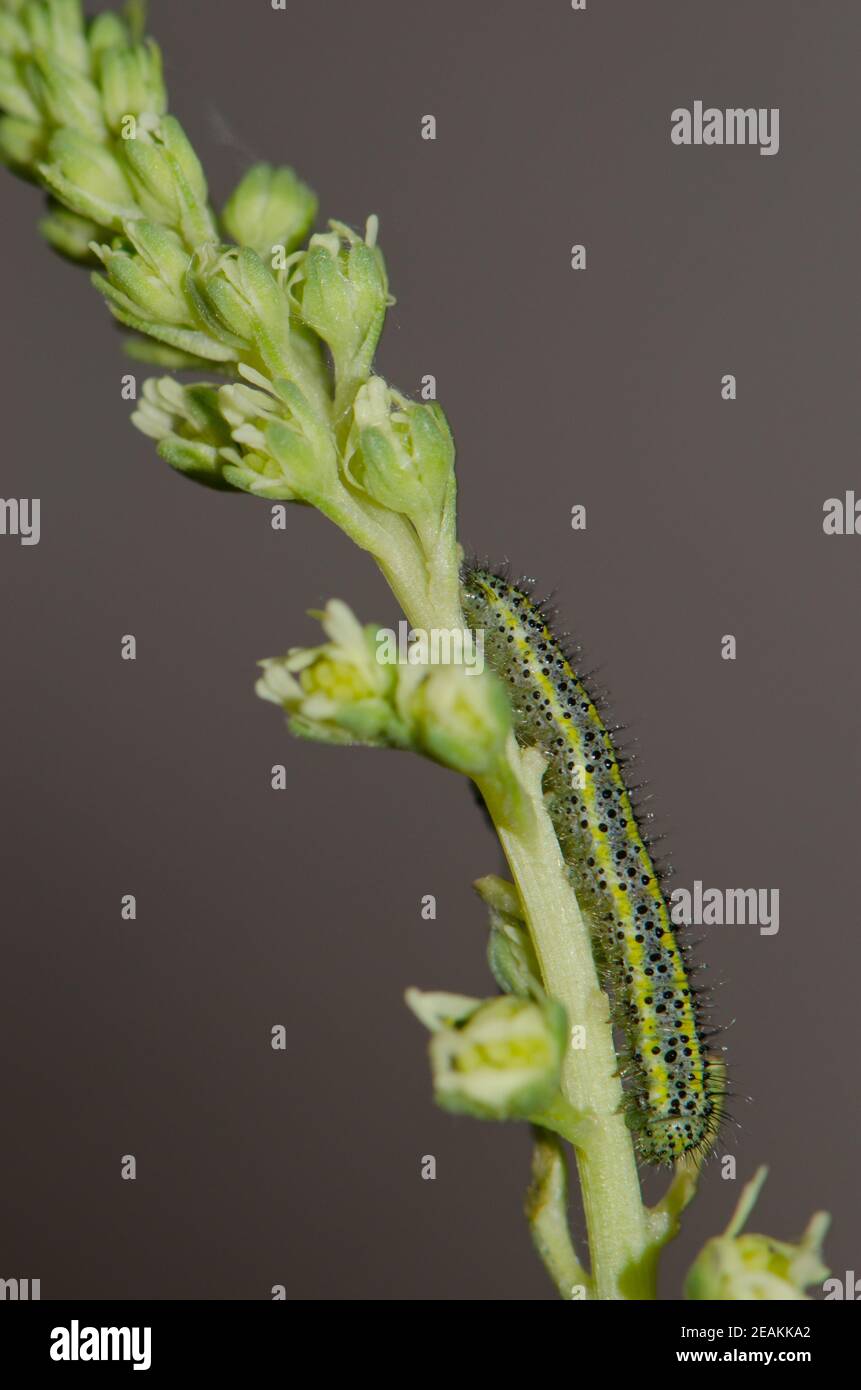 Chenille d'un grand Pieris cheiranthi blanc des îles Canaries. Banque D'Images