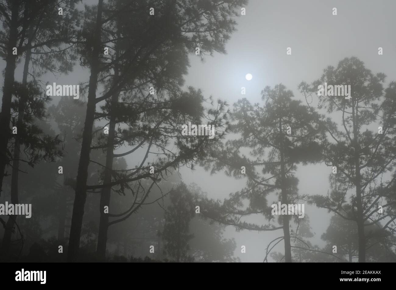 Soleil à travers le brouillard au-dessus d'une forêt de pins de l'île des Canaries. Banque D'Images