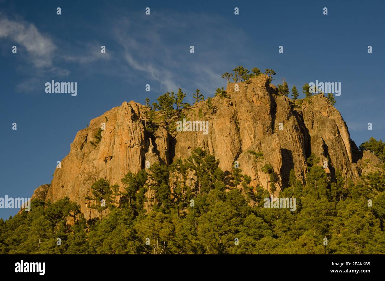 Morro de Pajonales et forêt de pins de l'île des Canaries. Banque D'Images
