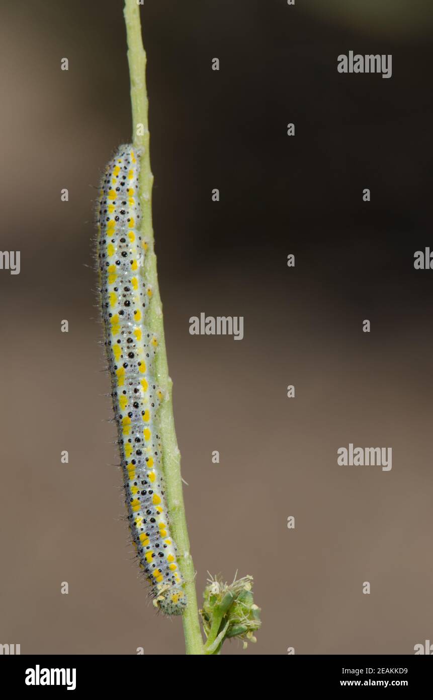 Chenille d'un grand Pieris cheiranthi blanc des îles Canaries. Banque D'Images
