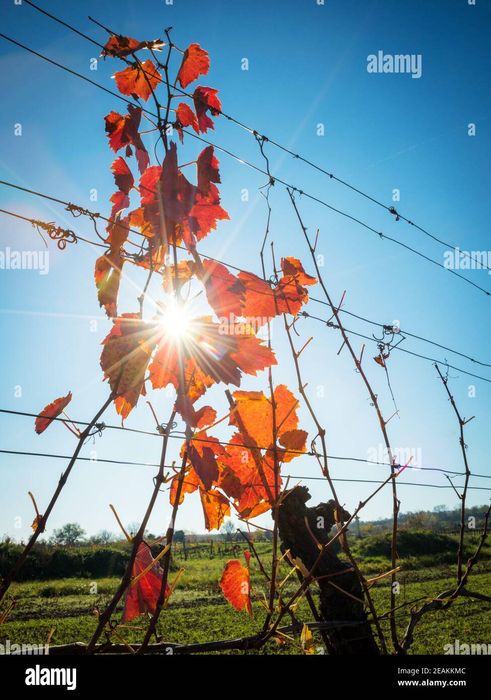 Feuilles rouges dans un vignoble d'automne avec des rayons de soleil Banque D'Images