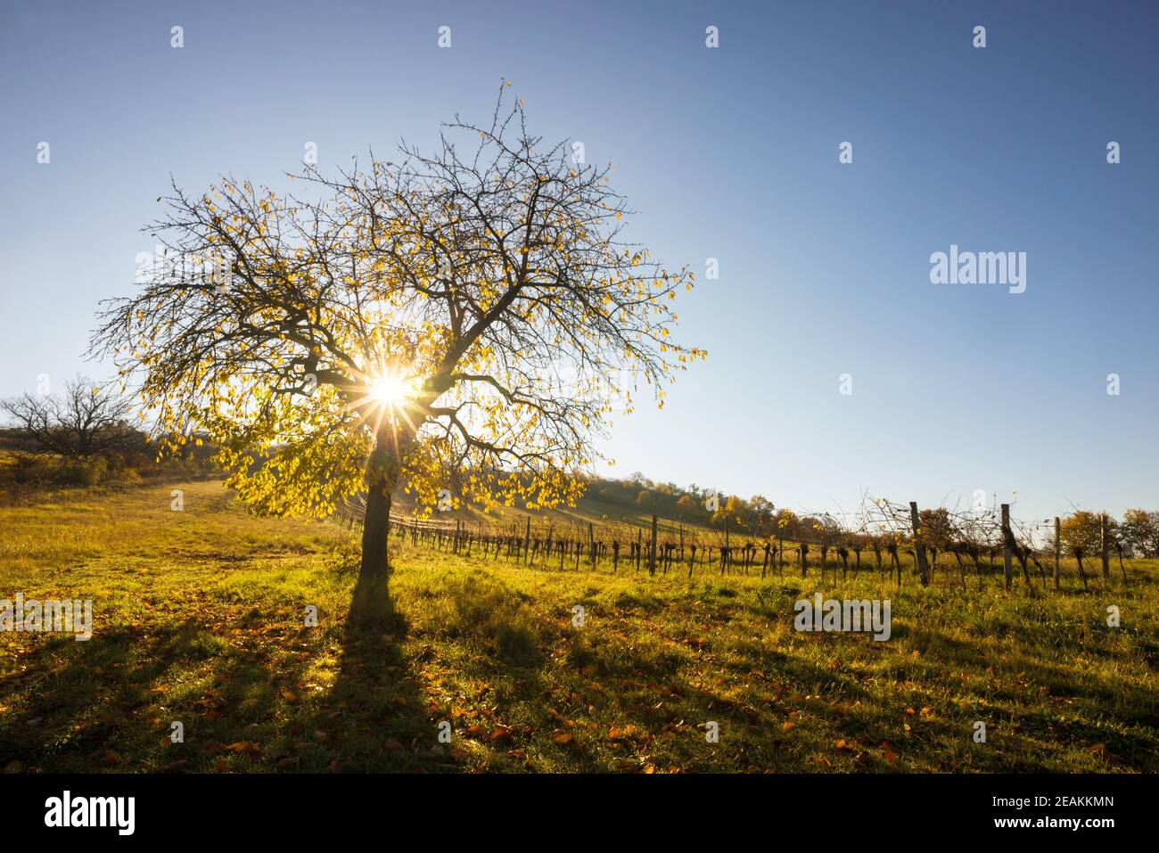 Des rayons de soleil étonnants sur un cerisier d'automne au Burgenland Banque D'Images