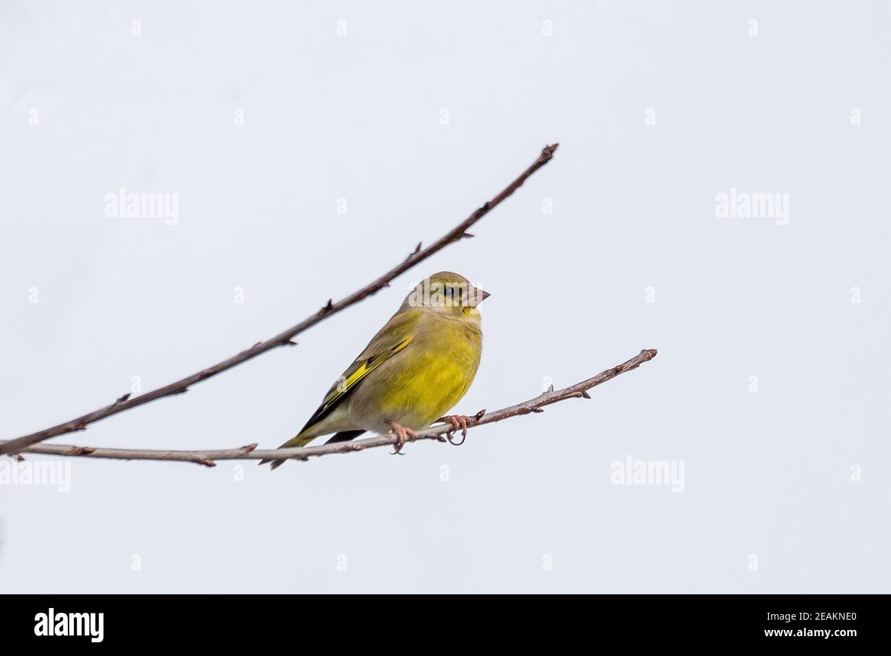 Verdfinch européen - Carduelis chloris Banque D'Images