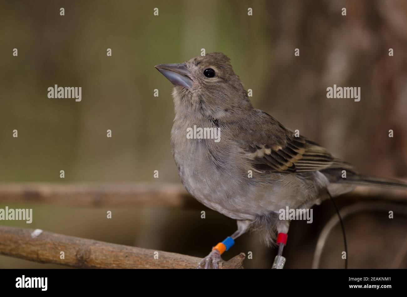 Caffin bleu de Gran Canaria sur une branche. Banque D'Images
